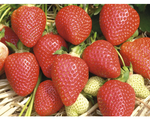 Gros plan de fraises mûres
