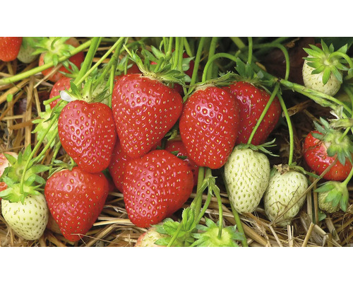 Gros plan de fraises rouges et vertes poussant sur de la paille.