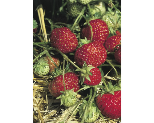 Gros plan de fraises mûres sur une plante