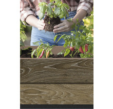 Femme plantant du basilic dans un bac en bois avec des plants de poivrons.