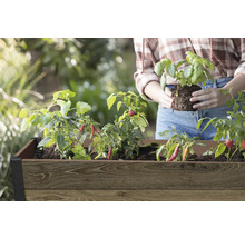 Jardinière surélevée avec herbes aromatiques et légumes, y compris du basilic et du piment, avec une personne plantant.
