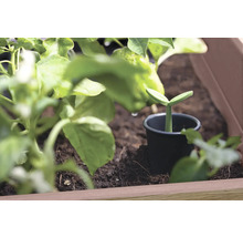 Jeune plant dans un pot de culture dans une jardinière