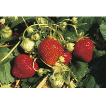 Erdbeerpflanze mit reifen und unreifen Früchten