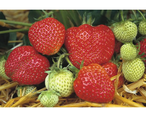 12 Bio Erdbeere 'Honeoye' gefroren FloraSelf Bio frühreifende Sorte, große, dunkelrote und glänzende Früchte, besonders geeignet für Marmeladen und Desserts Nahaufnahme von roten und grünen Erdbeeren
