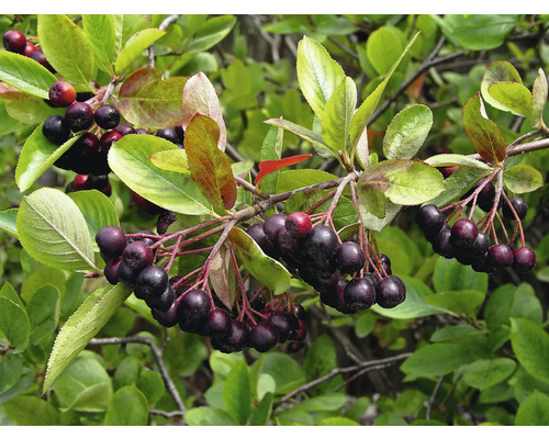 Aronia bio FloraSelf Bio Aronia 'Nero' Co 3 l fruit sauvage