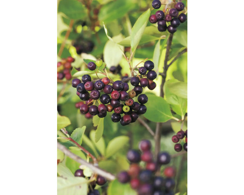 Aronia bio FloraSelf Bio Aronia 'Viking' Co 3 l fruit sauvage