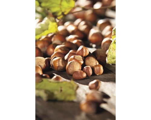 Noisetier FloraSelf Corylus avellana Co 3 l fruit sauvage, haie de protection naturelle, haie de protection pour oiseaux