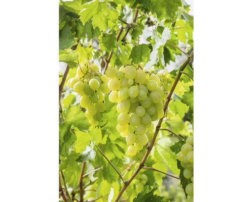 Raisin de table bio FloraSelf Bio Vitis vinifera 'Lakemont' h env. 90 cm Co 3 l, avec peu de pépins voire sans pépins