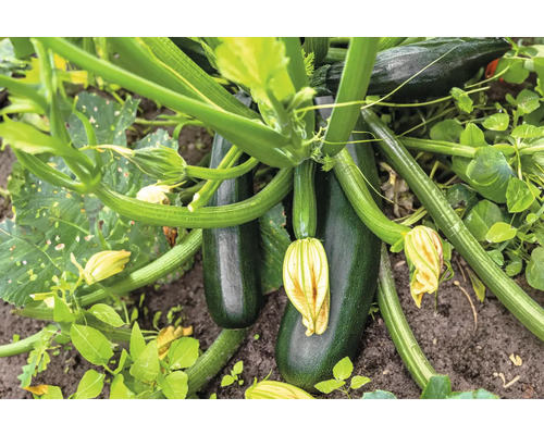 Courgette 'Mastril' FloraSelf pot Ø 10,5 cm, particulièrement résistante aux maladies