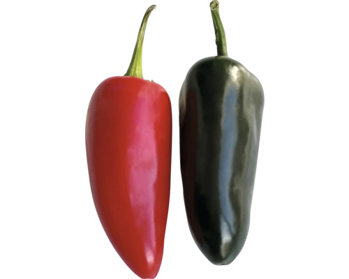 Zwei Gemüsepaprika, eine rote und eine dunkelgrüne.