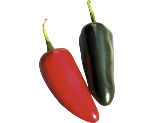 Piment Jalapeno FloraSelf pot Ø 10,5 cm Piment Jalapeno FloraSelf pot Ø 10,5 cm