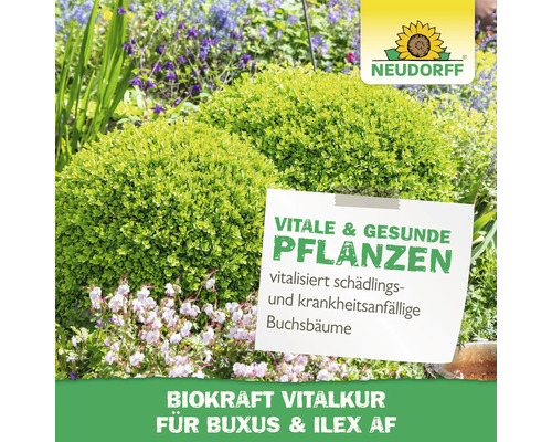 Vitalbehandlung für Buchsbaum und Stechpalme in einer Gartenszene.