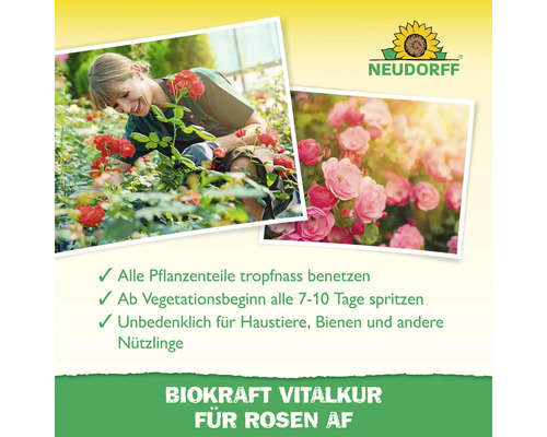 Neudorff Logo. Frau pflegt Rosen. Rosenblüten nahaufnahme. Alle Pflanzenteile tropfnass benetzen. Ab Vegetationsbeginn alle 7 bis 10 Tage spritzen. Unbedenklich für Haustiere, Bienen und andere Nützlinge. Biokraft Vitalkur für Rosen AF.