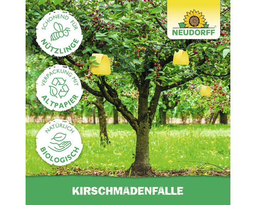 Kirschmadenfalle am Kirschbaum mit Neudorff Logo