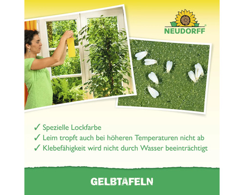 Gelbtafeln zur Schädlingsbekämpfung mit Neudorff Logo. Frau hängt Gelbfalle ans Fenster. Nahaufnahme von weißer Fliege auf Blatt.