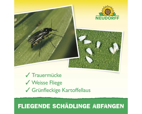Fliegende Schädlinge wie Trauermücke, Weisse Fliege und Grünfleckige Kartoffelblattlaus