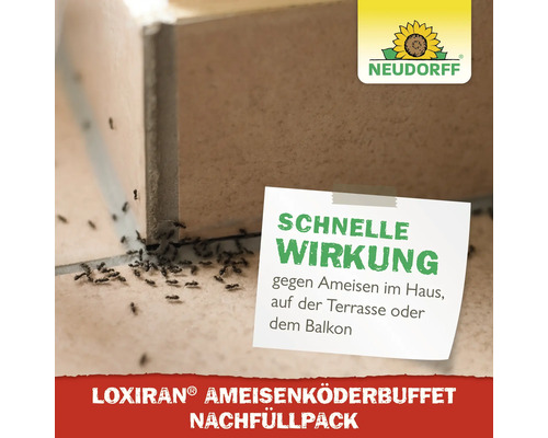 Ameisen an Fliesenfuge mit Hinweis auf schnelle Wirkung von Neudorff Loxiran Ameisenköderbuffet Nachfüllpack