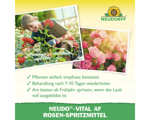 Anwendung von Neudorff Rosen-Spritzmittel mit Rosenabbildungen und Neudorff Logo