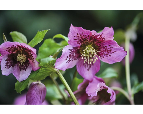 Nahaufnahme von Christrosenblüten mit Blättern
