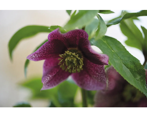 Nahaufnahme einer purpurroten Christrose mit grünen Blättern