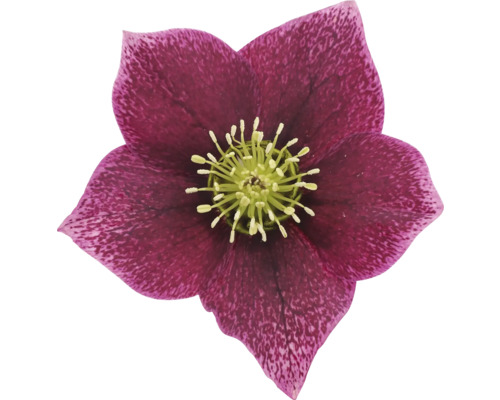 Nahaufnahme einer purpurroten Christrose mit gelbem Zentrum