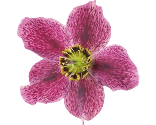 Nahaufnahme einer Christrose