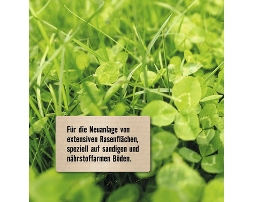 Nahaufnahme von Grassamenmischung für extensive Rasenflächen, speziell für sandige und nährstoffarme Böden