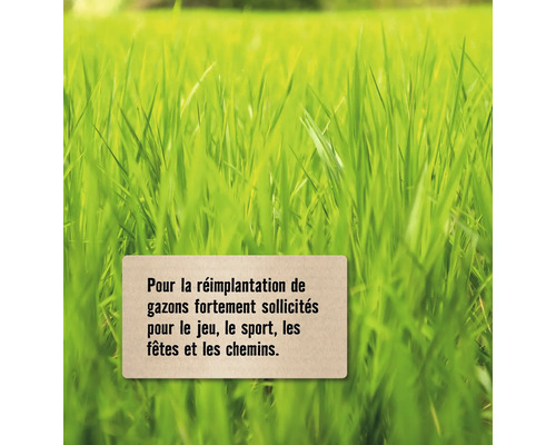 Graines pour le réensemencement des pelouses fortement sollicitées pour le jeu, le sport, les fêtes et les chemins