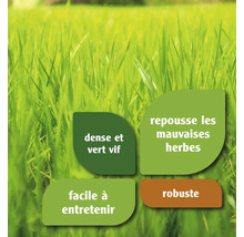 Caractéristiques du gazon: dense et vert vif, repousse les mauvaises herbes, facile à entretenir, robuste