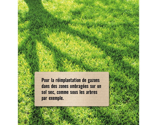 Surface verte avec une note sur le réensemencement de gazon dans les zones ombragées sur un sol sec