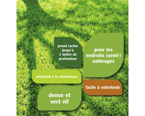 Informations sur les caractéristiques du gazon : s''enracine jusqu''à 1 m de profondeur, adapté aux endroits semi-ombragés, résistant à la sécheresse, facile à entretenir, dense et vert vif.