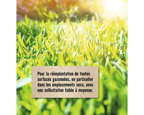 Graines de gazon pour le réensemencement de toutes les surfaces gazonnées, en particulier dans les endroits secs, avec une sollicitation faible à moyenne.