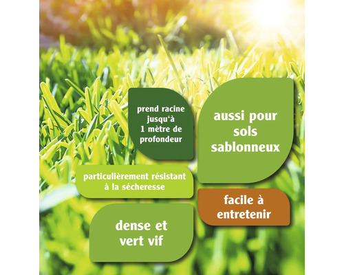 Caractéristiques du gazon: S''enracine jusqu''à un mètre de profondeur, particulièrement résistant à la sécheresse, convient également aux sols sableux, facile à entretenir, dense et vert vif