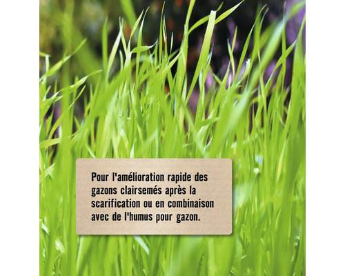 Gros plan sur du gazon avec des informations textuelles sur l''amélioration du gazon