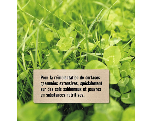 Image d''herbe et de trèfle avec un texte sur le réensemencement des pelouses
