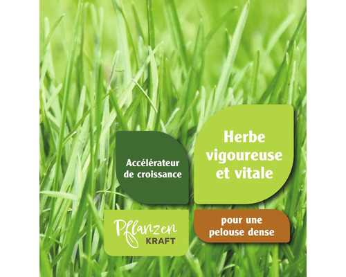 Gros plan sur de l''herbe avec l''impression accélérateur de croissance, herbe vigoureuse et vitale et pour une pelouse dense