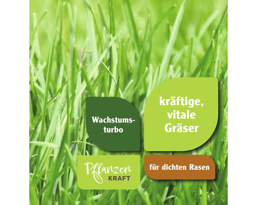 Nahaufnahme von Gras mit Hinweisen zu Wachstumsturbo, kräftigen Gräsern und dichter Rasenfläche