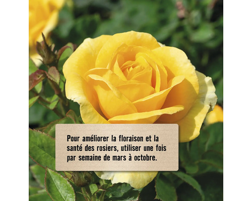 Rose jaune avec des conseils d''entretien pour les rosiers