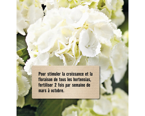 Fleurs d''hortensia blanches avec un conseil de fertilisation