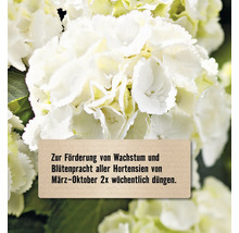Hinweis zur Düngung von Hortensien zur Förderung von Wachstum und Blütenpracht