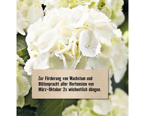 Hinweis zur Düngung von Hortensien zur Förderung von Wachstum und Blütenpracht