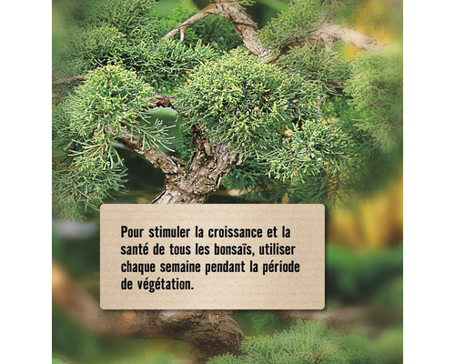 Gros plan d''un bonsaï avec un texte sur la stimulation de la croissance