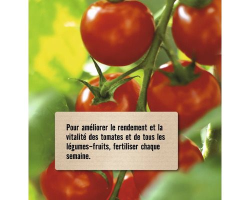 Tomates mûres sur une plante avec un texte recommandant une fertilisation hebdomadaire pour améliorer le rendement.