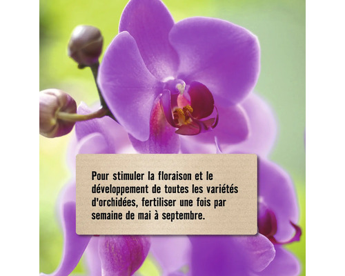 Gros plan d''une orchidée avec des conseils d''entretien pour favoriser la floraison