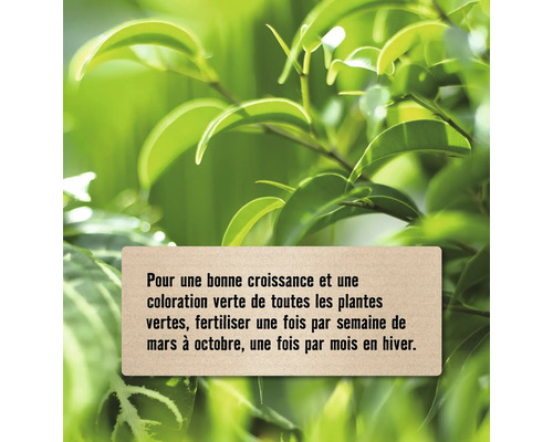 Conseil pour fertiliser les plantes vertes afin de favoriser la croissance