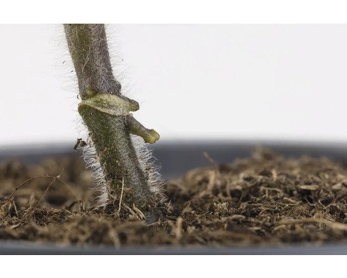 Gros plan d''une tige de plante poilue dans du terreau.