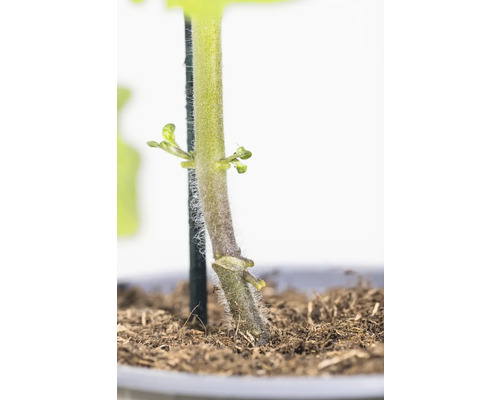 Tige d''une jeune plante dans du terreau