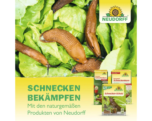 Schnecken auf Salat mit Neudorff Schneckenkorn und Schnecken Schutz Produkten