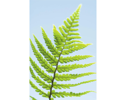 Gros plan d''une feuille de fougère verte sur un fond clair.
