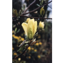 Gelbe Magnolienblüte mit Wassertropfen auf Zweig